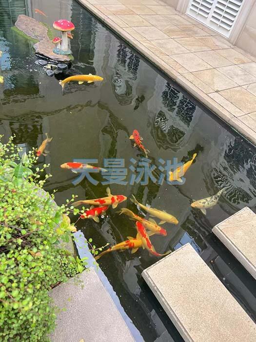 上海某高档别墅鱼池（观赏锦鲤鱼）实景
